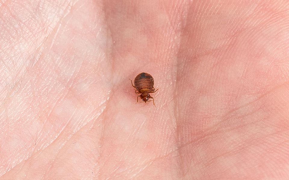 Picture of Adult Bed Bug on Human Hand for Scale