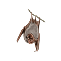 Bat Removal | Learn Bat Pest Control Methods