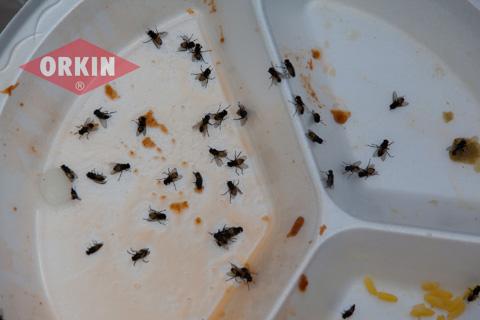 Flies on Dirty Plate