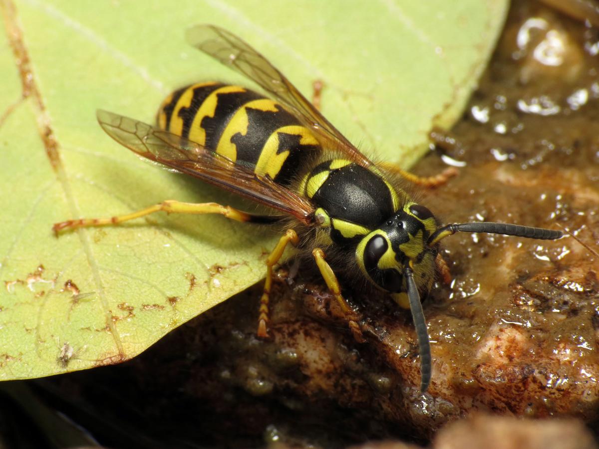 image of a yellow jacket