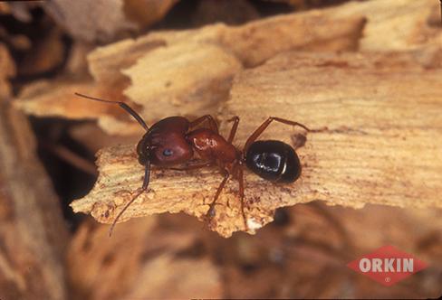 red carpenter ant image