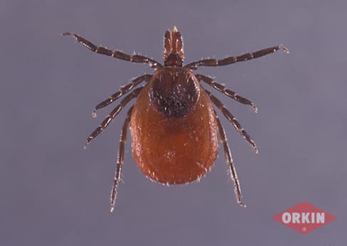 Female Deer (Black-legged) Tick