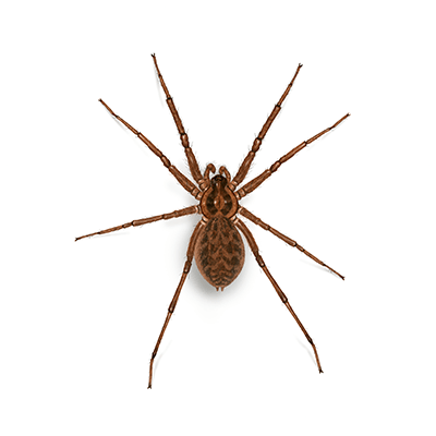 Domestic House Spider Illustration
