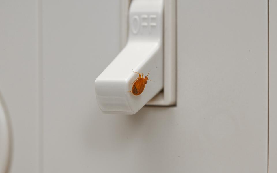 Bed Bug On Light Switch Close Up