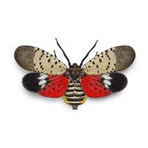 Spotted Lanternfly Facts & Information