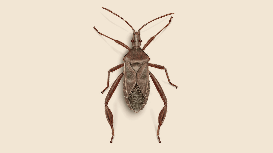 Leaf footed bug illustration