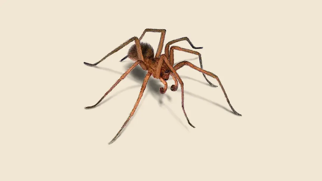 Hobo spider illustration