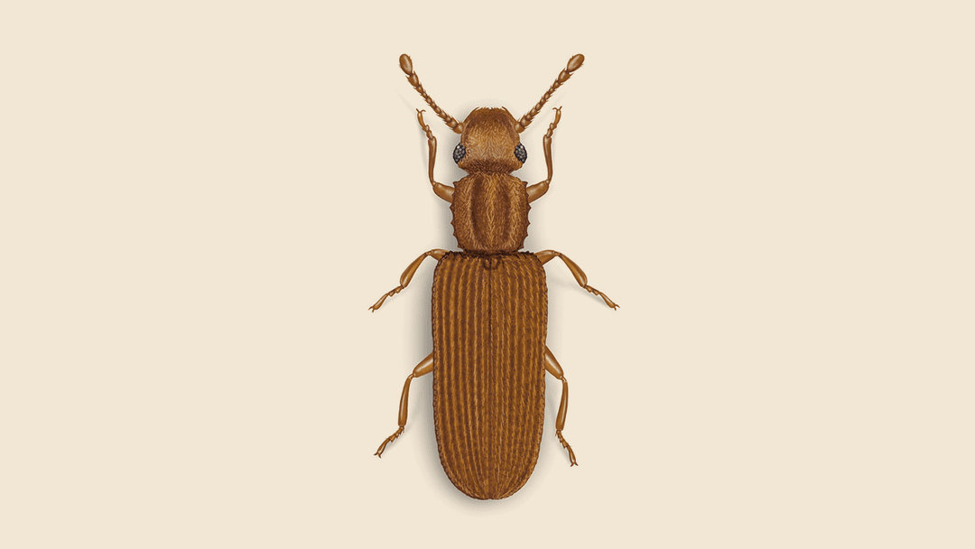 Sawtoothed grain beetle illustration