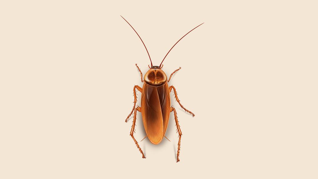 Cockroach illustration