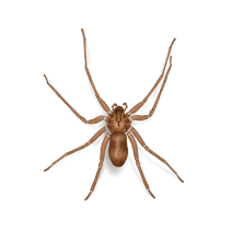 What do Brown Recluse Spiders Look Like | Get Rid of Spiders 