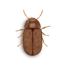 Drugstore Beetles