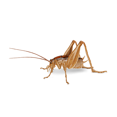 Cave cricket illustration