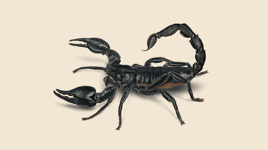 Black Scorpion Illustration