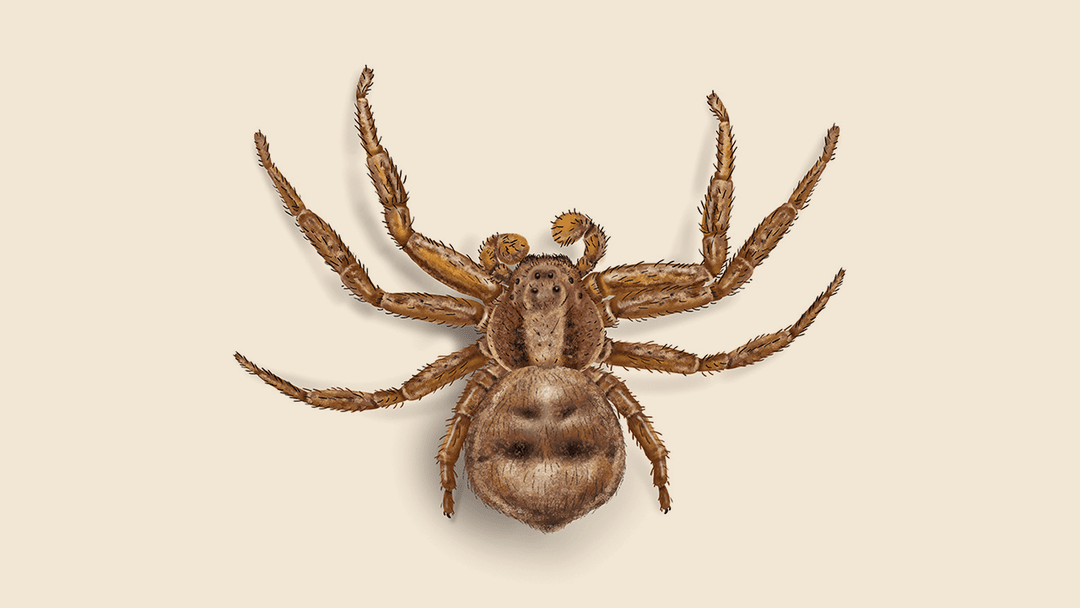 Crab spider illustration