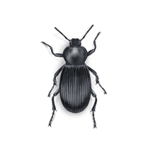 What are Stink Beetles? | Get Rid of Stink Beetles