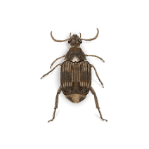 Cowpea Weevils
