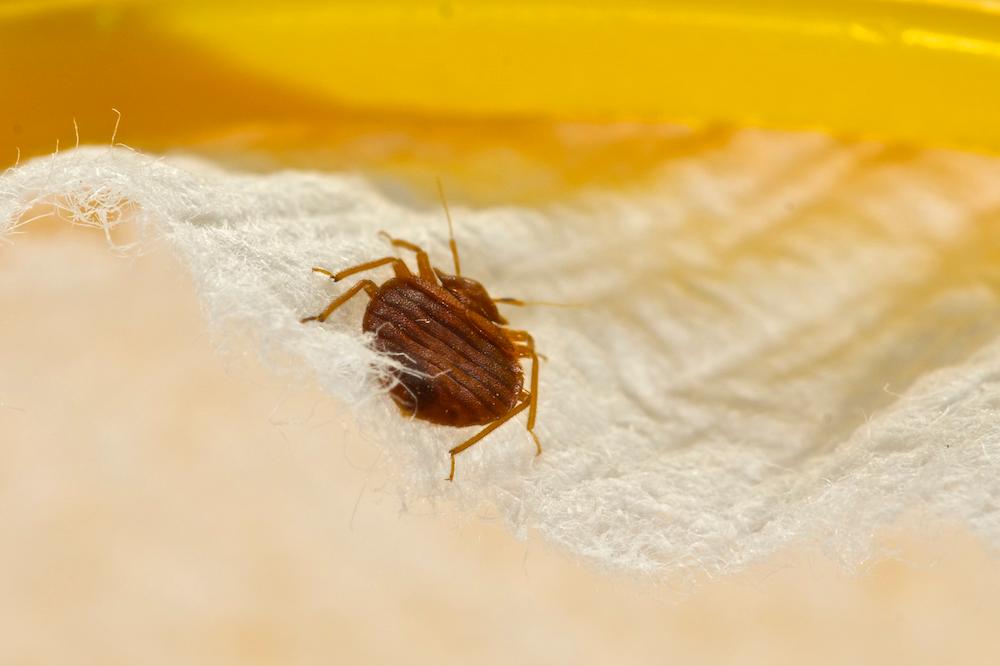 Bed Bug In Sheets