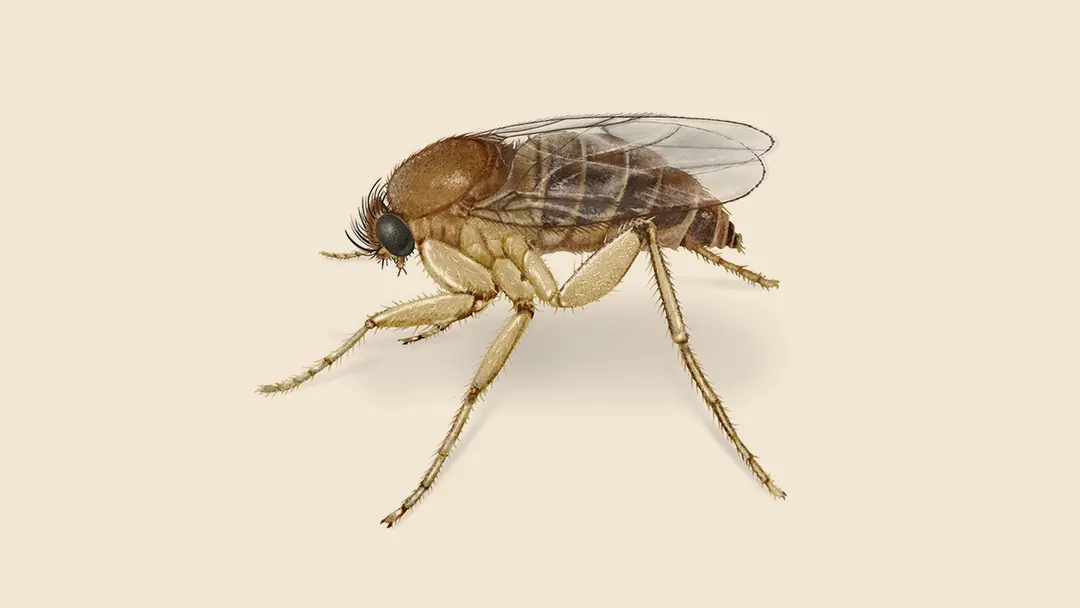 Phorid Humpbacked Fly Illustration