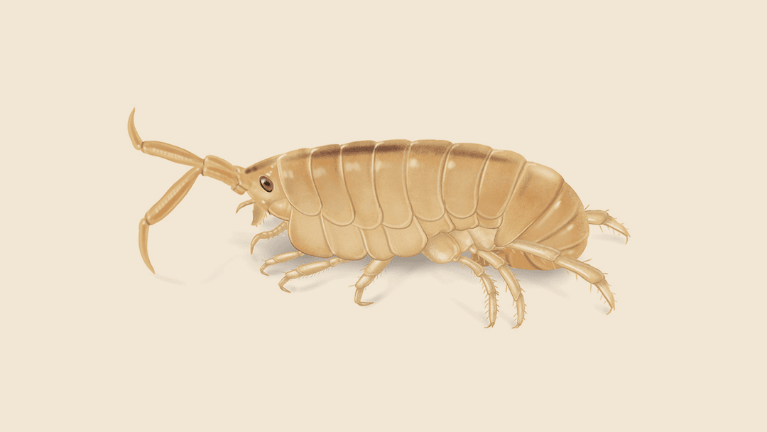 Sand flea illustration