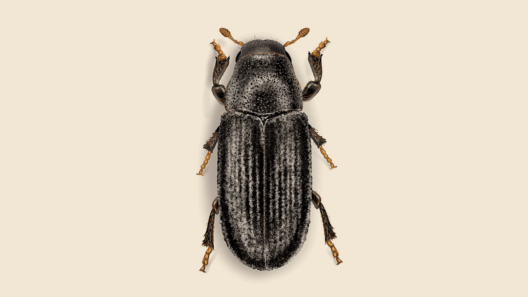 Common Pine Shoot Beetle Illustration