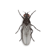 Sphaerocerid Flies
