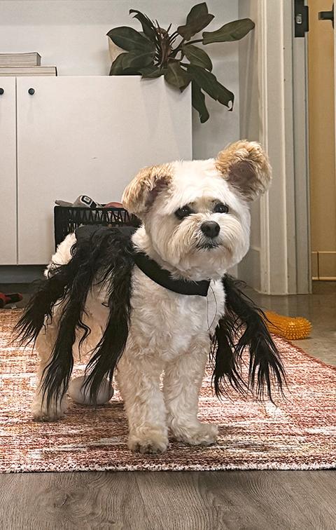 Dog in spider costume