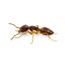 How to Identify & Get Rid of Odorous Ants