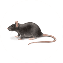 What do Roof Rats Look Like? | Get Rid of Roof Rats