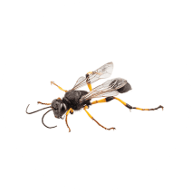 Mud Wasp Facts | How to Get Rid of Mud Daubers
