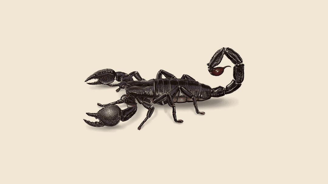 Emperor Scorpion Illustration