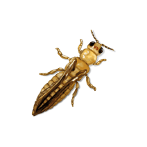 Thrips Exterminator - How To Identify & Get Rid Of Thrips