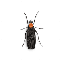 How to Identify & Get Rid of Love Bugs