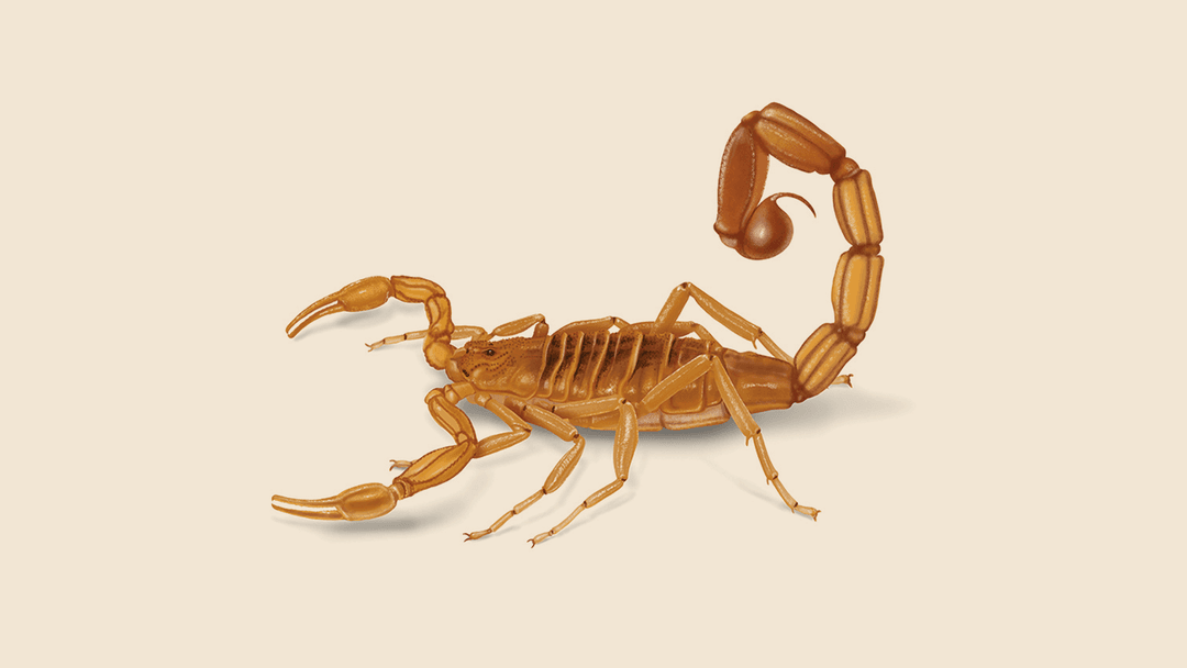 Arizona Bark Scorpion Illustration