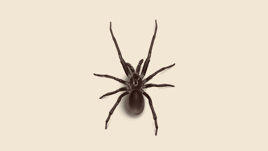 Southern House Spiders Illustration
