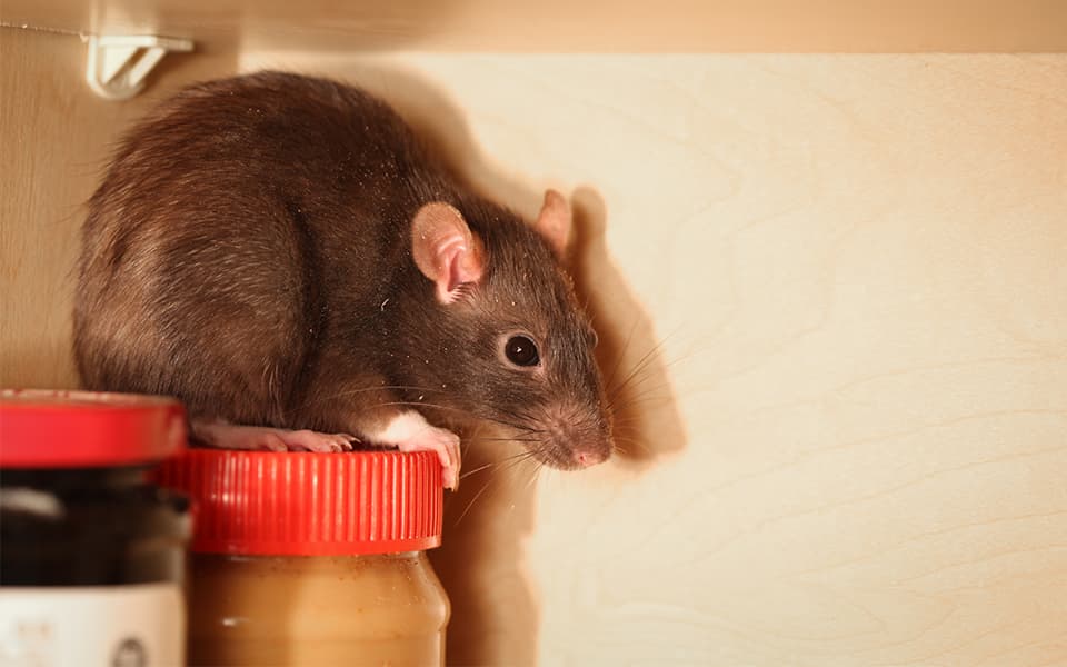 Rodent, Mouse In The Kitchen