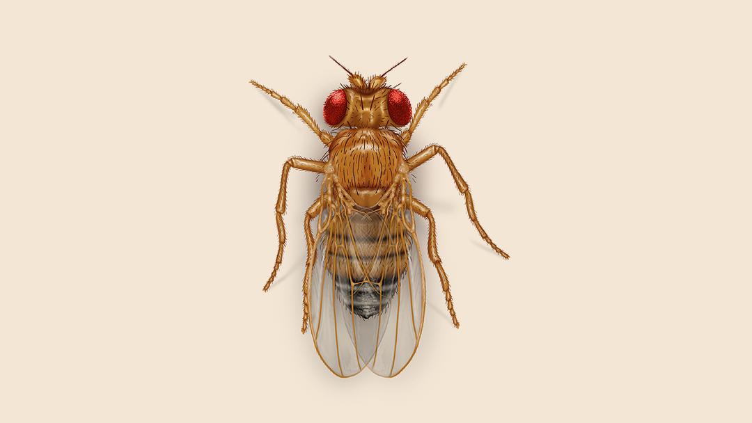 Fruit fly illustration