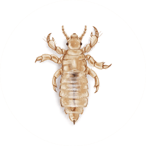 Lice Exterminator - How To Identify & Get Rid Of Lice