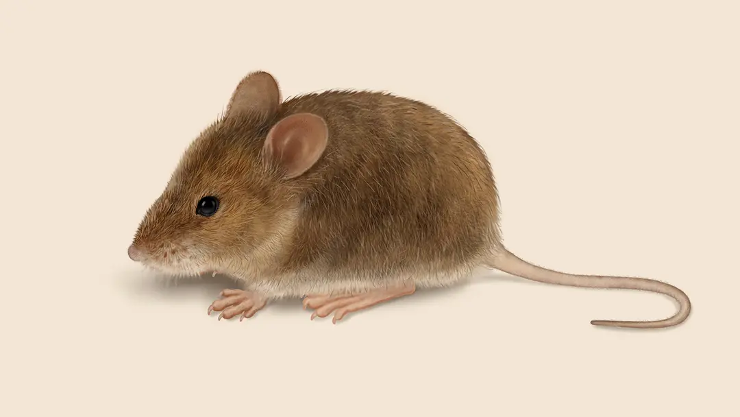 House mouse illustration