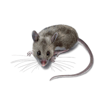 What Do Deer Mice Look Like | Get Rid of Deer Mice
