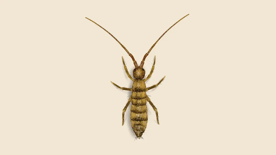 Springtail illustration
