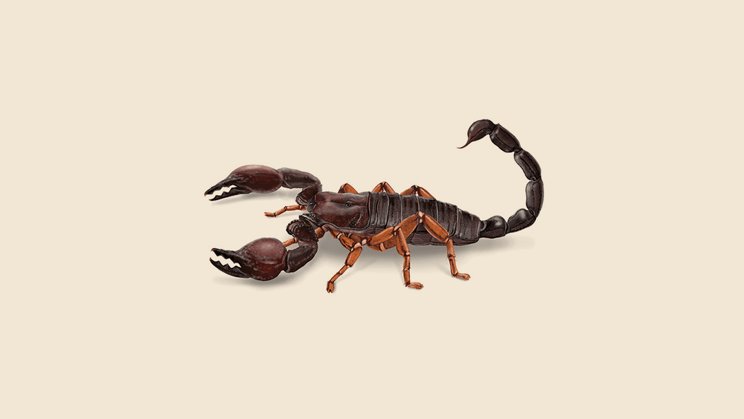 Red Claw Scorpion Illustration