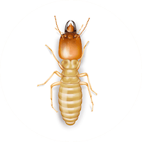 Illustration of Subterranean Termite