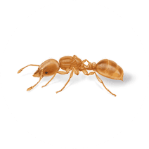 How to Identify & Get Rid of Thief Ants