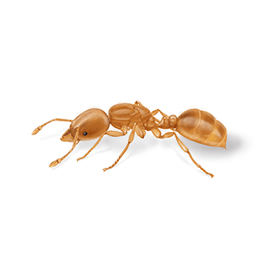 Thief ant illustration