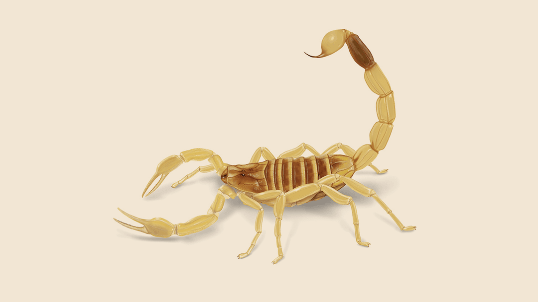 Gold Scorpion Illustration
