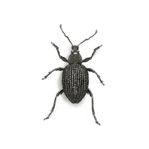Black Vine Weevils