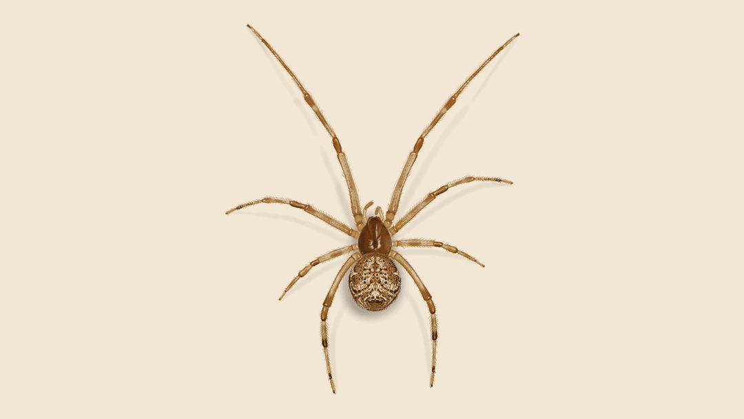 House spider illustration