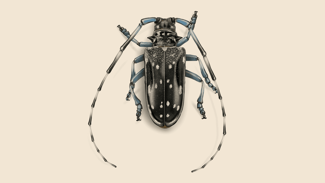 Citrus Longhorned Beetle Illustration