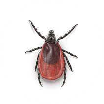 Black-Legged/Deer Tick Identification | How to Remove Ticks