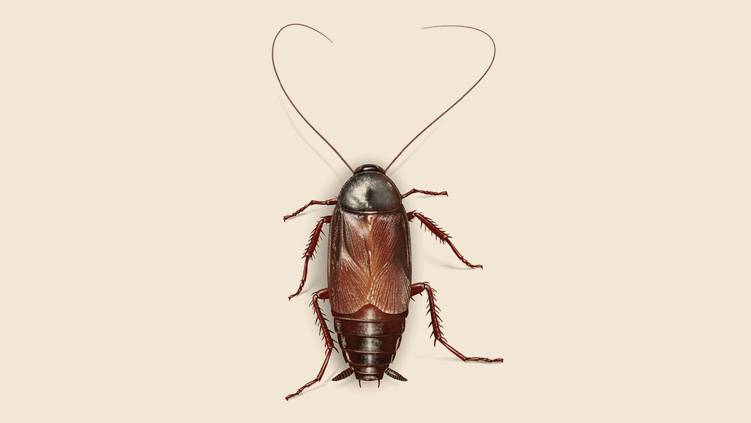 Oriental cockroach illustration